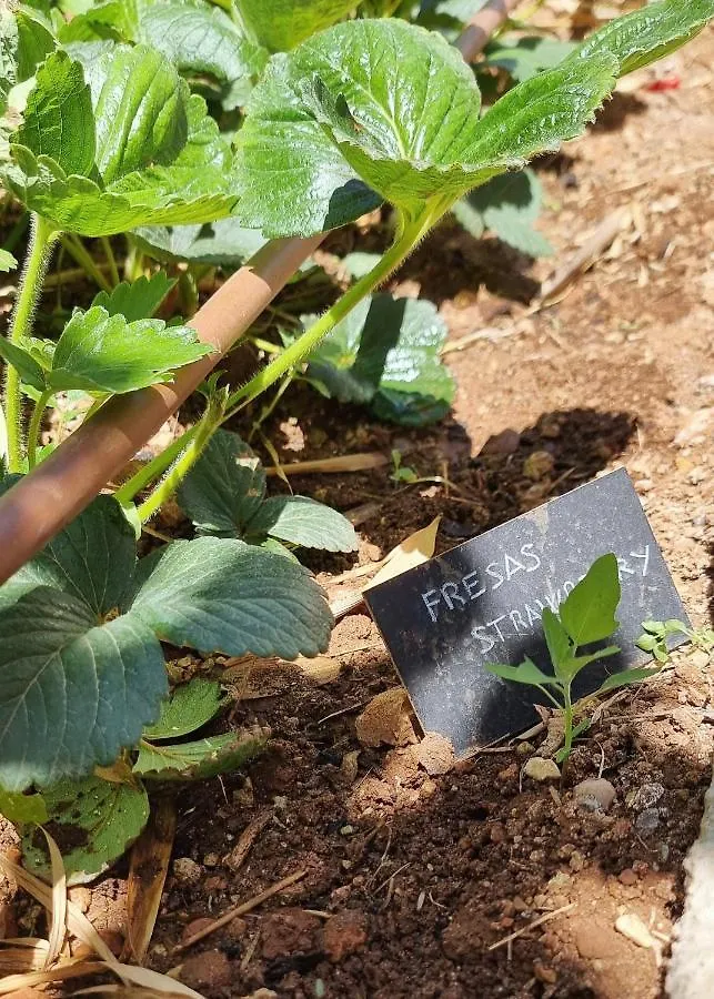 Prázdninový dům Vila Eco Finca Sa Becadeta Llucmajor
