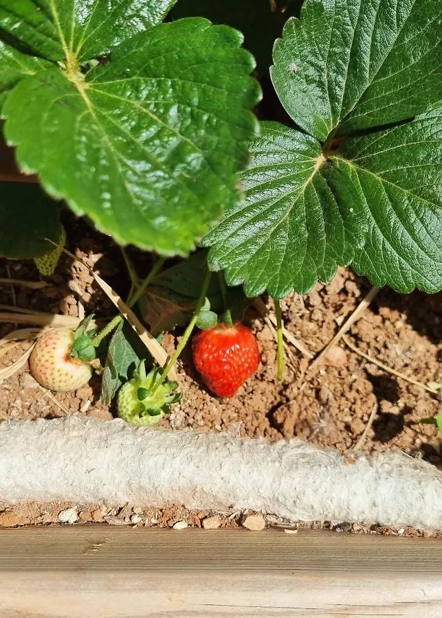 Eco Finca Sa Becadeta Villa Llucmajor